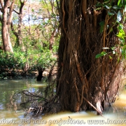 Ratargul Swamp Forest_18